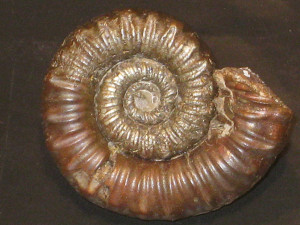 Collina gemma ( Bonarelli, 1894 )