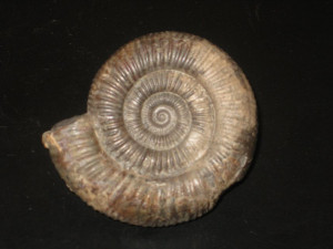 Dactylioceras commune ( Sowerby, 1815 )