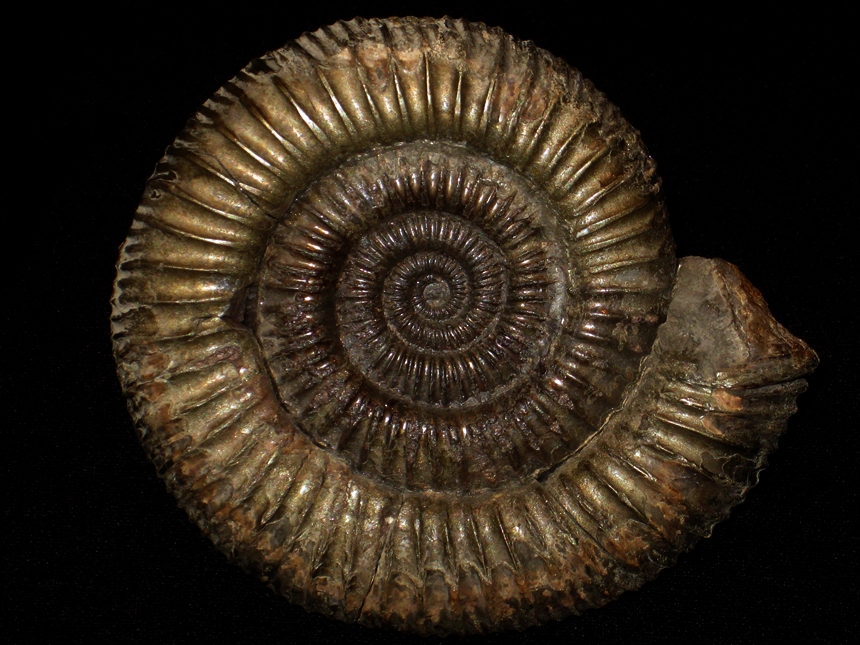 Dactylioceras ( Eodactylites ) crassulosum ( Simpson, 1855 )