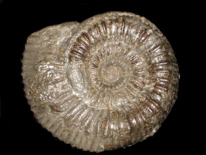 Dactylioceras ( Kedonoceras ) noviomagense ( Maubeuge, 1957 )