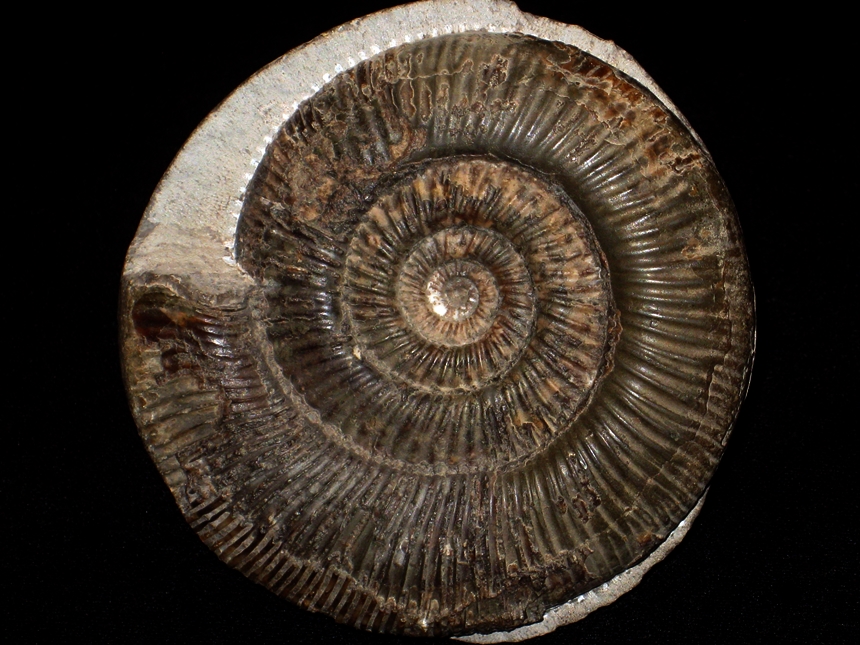 Dactylioceras ( Orthodactylioceras ) semicelatum ( Simpson, 1843 )