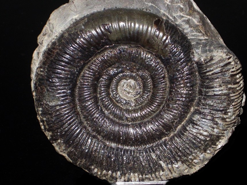 Dactylioceras tenuicostatum ( Young & Bird, 1822 )