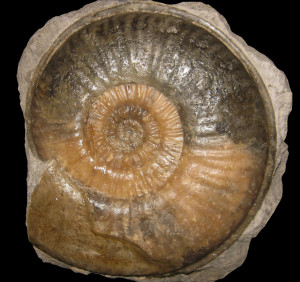 Denckmannia malagma ( Dumortier, 1874 )
