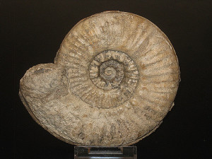 Denckmannia malagma ( Dumortier, 1874 )