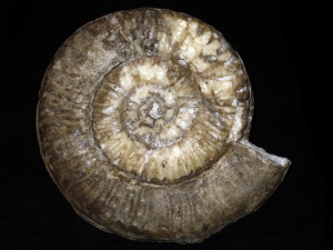 Denckmannia robusta ( Denckmann, 1887 )