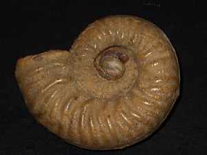 Denckmannia rudis ( Simpson, 1843 )