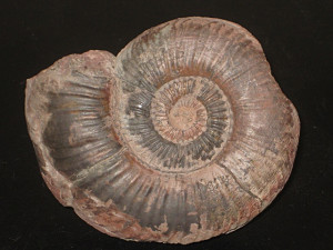 Dumortieria pseudoradiosa ( Branco, 1879 )