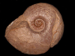 Frechiella achillei ( Renz, 1913 )