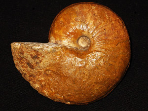 Frechiella subcarinata ( Young & Bird, 1822 )
