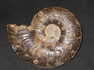 Grammoceras thouarsense ( d'Orbigny, 1843 )