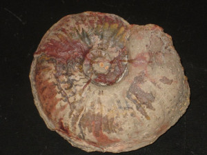 Gruneria gruneri ( Dumortier, 1874 )