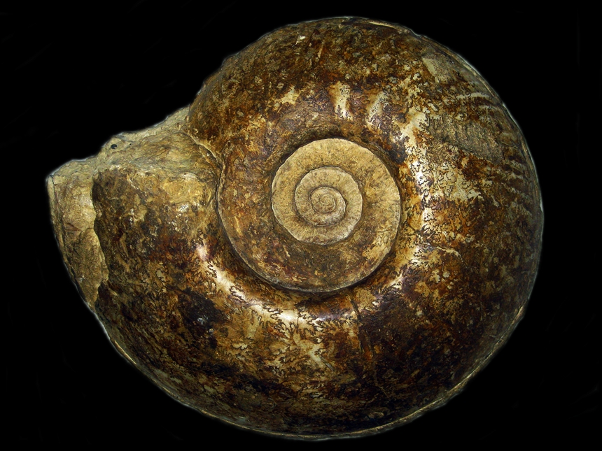 Hammatoceras semilunatum ( Quenstedt, 1885 )