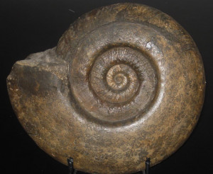 Hammatoceras speciosum ( Janensch, 1902)
