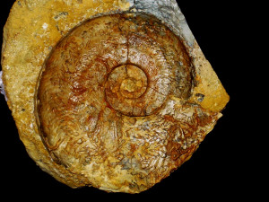 Harpoceras ( Cleviceras ) exaratum ( Young & Bird, 1828 )