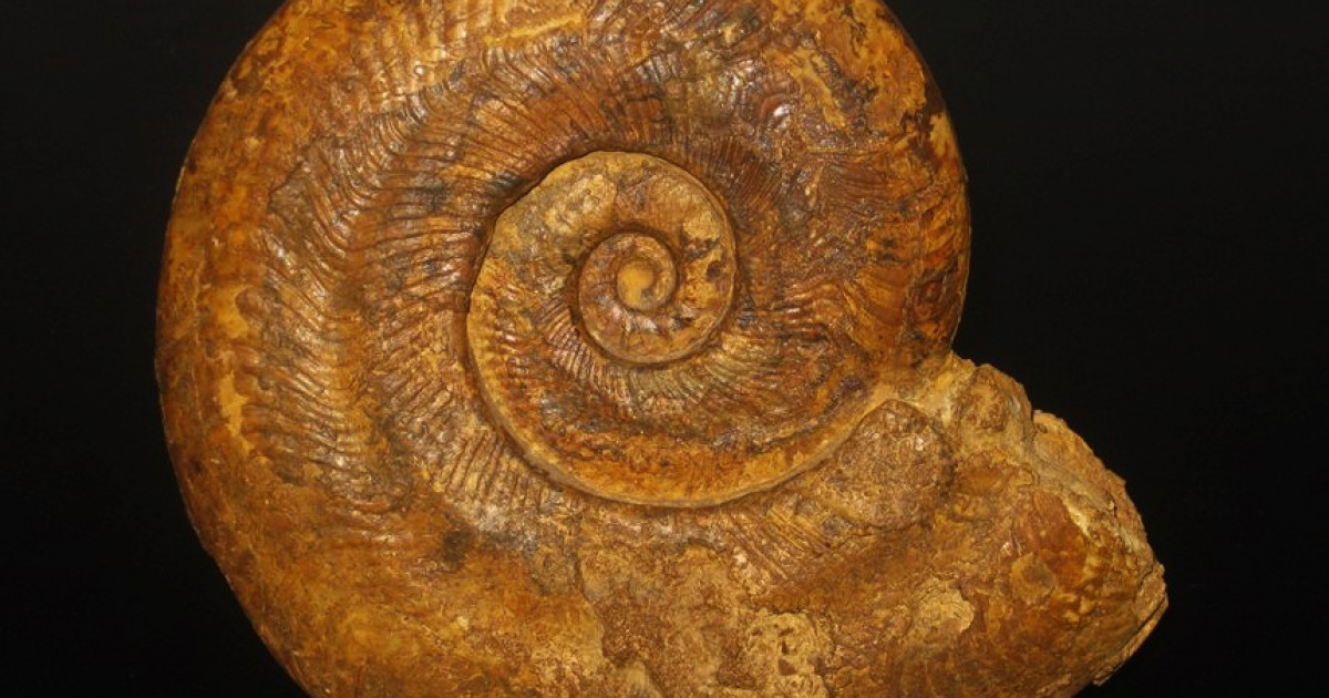 Harpoceras falciferum ( Sowerby, 1820 ) var. alpha ( Gabilly, 1976