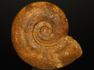 Harpoceras falciferum ( Sowerby, 1820 ) var. alpha ( Gabilly, 1976 )