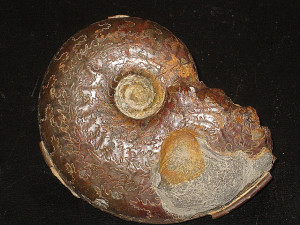 Harpoceras lassum ( Buckman, 1927 )