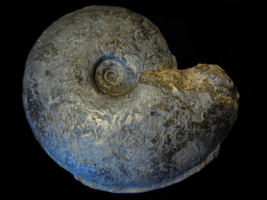 Harpoceras loeve ( Gabilly, 1976 )