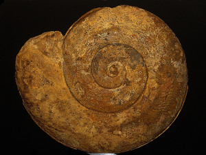 Harpoceras pseudoserpentinum ( Gabilly, 1976 )