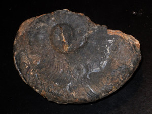 Harpoceras serpentinum ( Schlotheim, 1813 )