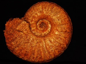 Harpoceras ( Maconiceras ) soloniacense ( Lissajous, 1906 )