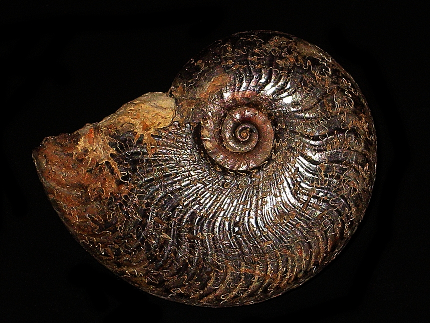 Harpoceras subexaratum ( Bonarelli, 1899 )