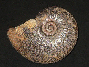 Harpoceras subexaratum ( Bonarelli, 1899 )
