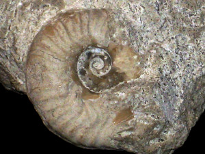 Haugia ( Brodieia ) courryense ( de Brun, 1929 )