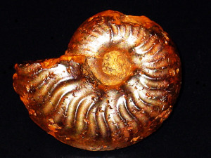 Haugia ( Brodieia ) primaria ( Schirardin, 1914 )