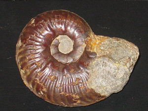 Haugia ( Haugia ) variabilis ( d'Orbigny, 1844 )