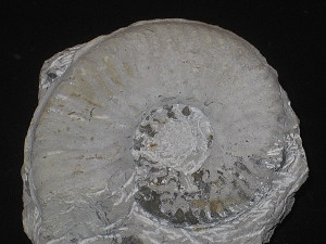Haugia ( Haugiella ) vitiosa ( Buckman, 1899 )