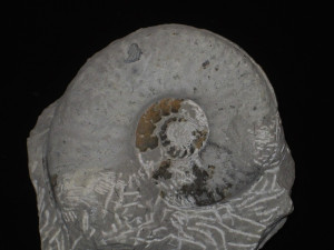 Haugia ( Haugiella ) vitiosa ( Buckman, 1899 )