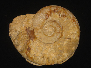Hildaites forte ( Buckman, 1921 )