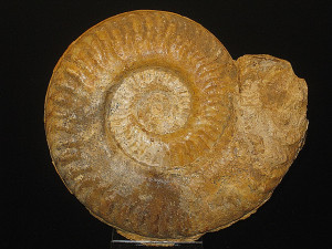 Hildaites murleyi (Moxon in Buckman, 1921)