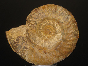 Hildaites pionneaui ( Becaud, 2006 )