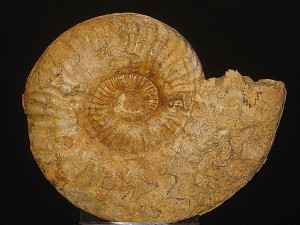 Hildaites subserpentinus ( Buckman, 1921 )