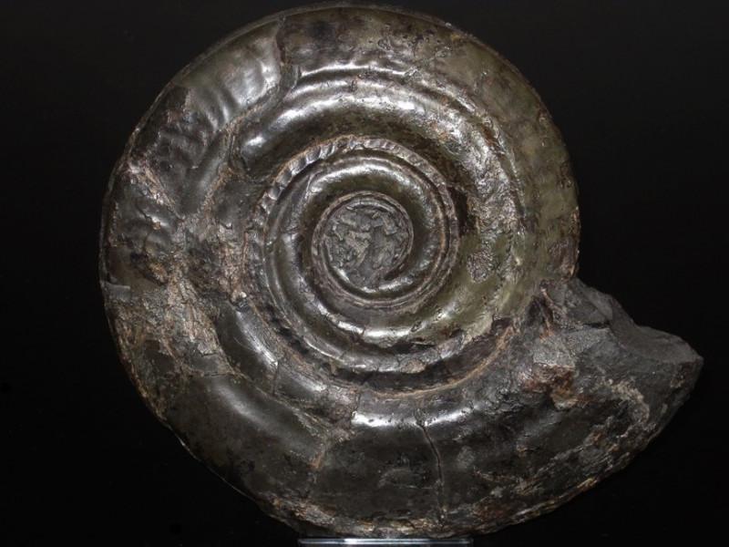 Hildoceras bifrons ( Bruguière, 1789 )