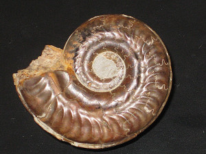 Hildoceras ( Hildoceras ) bifrons var. angustisiphonatum ( Prinz, 1904 )