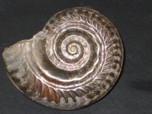 Hildoceras ( Hildoceras ) bifrons var. bifrons ( Bruguière, 1789 )