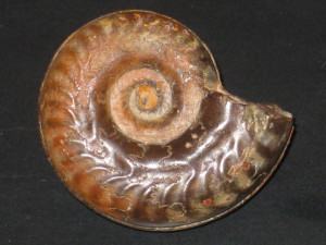 Hildoceras ( Hildoceras ) bifrons var. quadrata ( Prinz, 1904 )