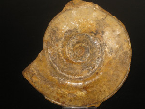 Hildoceras (Hildoceras) lusitanicum ( Meister, 1913 )