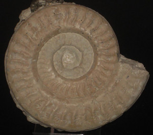 Hildoceras sublevisoni var. sublevisoni ( Fucini, 1919 )