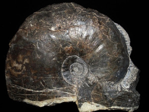 Hudlestonia affinis ( von Seebach, 1864 )