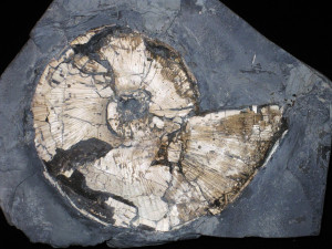 Lytoceras ( Perilytoceras ) jurense ( Zieten, 1833 )