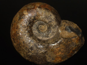 Lytoceras ( Perilytoceras ) jurense ( Zieten, 1833 )