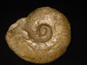 Merlaites alticarinatus ( Merla, 1932 )