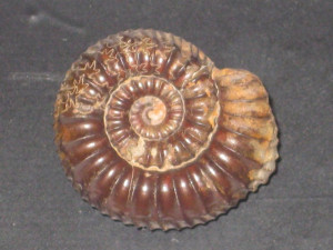 Mucrodactylites mucronatum ( d'Orbigny, 1845 )