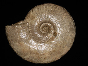 Neolioceratoides schopeni ( Gemmellaro, 1886 )