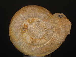 Nodicoeloceras crassoides var. acanthus ( Simpson, 1855 )