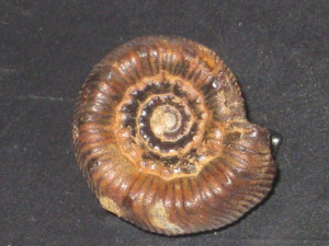 Nodicoeloceras dayi ( Reynes, 1868 )